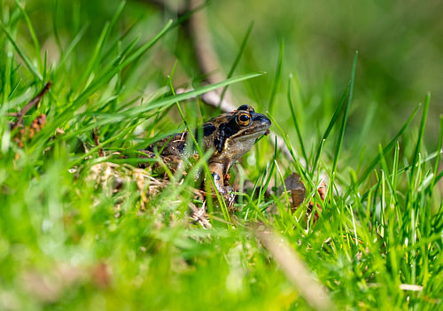 Frosch im Gras von der Seite