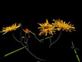 Pflanzliche Sterne von Vincent BILLOTEY