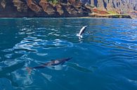 Dolfijnen voor de kust van Hawaii van Antwan Janssen thumbnail