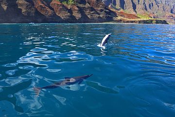 Dauphins au large des côtes d'Hawaï sur Antwan Janssen