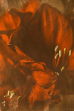 Amaryllisblüten von Petra Dreiling-Schewe