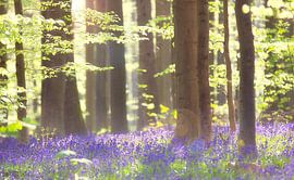 Hallerbos by Bart Ceuppens