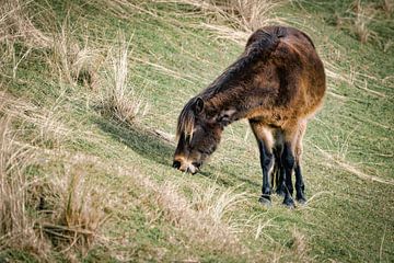 Exmoorponys als große Weidetiere in Naturschutzgebieten von eric van der eijk