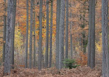 Herbststimmung im Wald von rob creemers