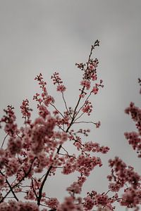 De lente begint met prachtige roze bloesem van de kersenbloesem van Anouk Strijbos