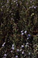 Fleurs en France