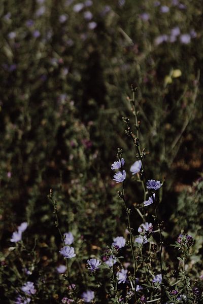 Flowers in France by Britt Laske