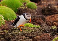 Puffin