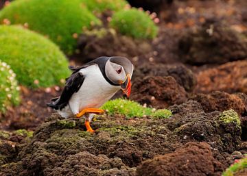 Puffin by Merijn Loch