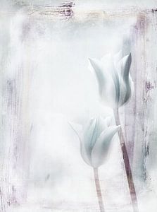 zwei Tulpen vor weißem Hintergrund - twee tulpen
