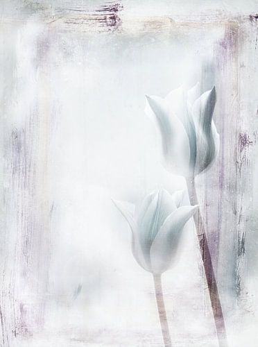 twee tulpen
