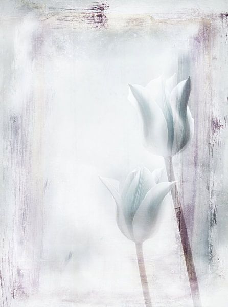zwei Tulpen vor weißem Hintergrund - twee tulpen von Claudia Gründler