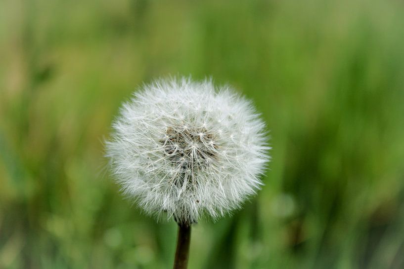 A fluffy atmosphere by uNiek! Media - Design & Fotografie