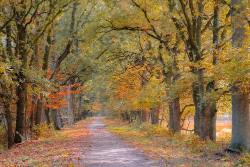 Scène d'automne pittoresque