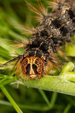 Raupe des Plakker Nachtvlinder (Lymantria dispar) mit großen Stacheln auf grünen Blättern.