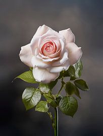 Rose von Johann Pavelka