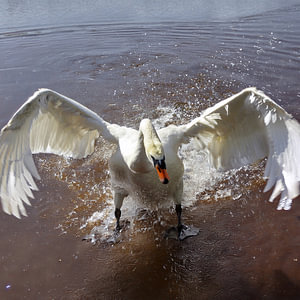 Schwan-Aktion 3