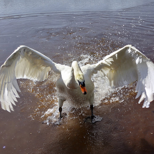 Zwaan actie 3