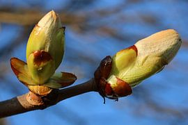 Bourgeons de châtaignier sur Rüdiger Rebmann