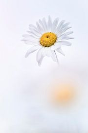 Margeriten in einer verträumten Umgebung von Bob Daalder