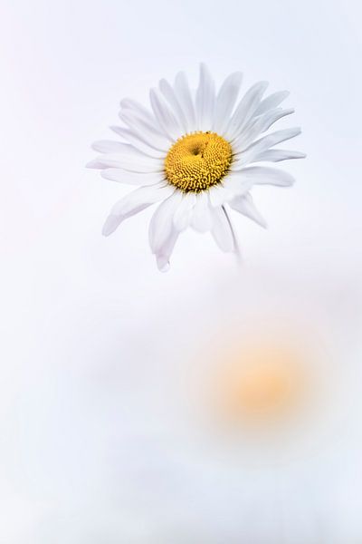 Marguerites in a dreamy setting van Bob Daalder