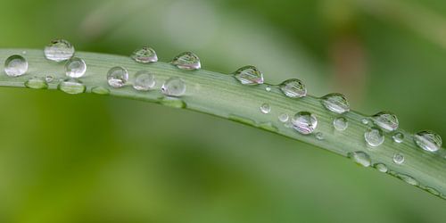 Water drops