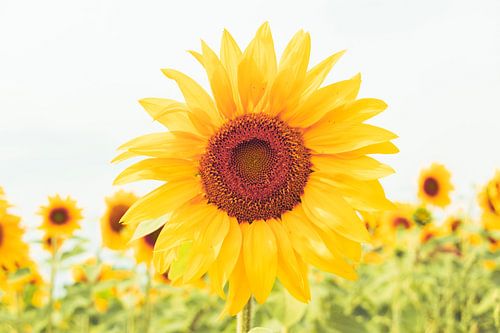 Eine Sonnenblume auf dem Feld