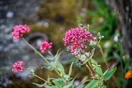 pink flowers