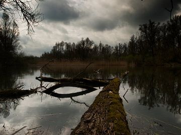 moeras / swamp van Jos van Zijl