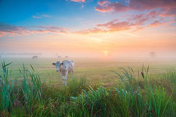 Koeien in de mist in de Alde Feanen van Taede Smedes
