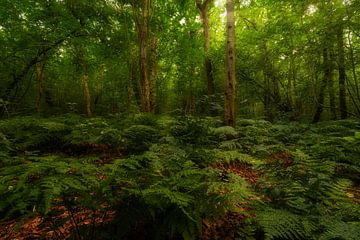 Varenland by Arno van der Poel