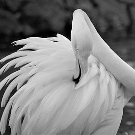 Flamingo von Jos Berkien