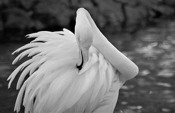 Flamingo van Jos Berkien
