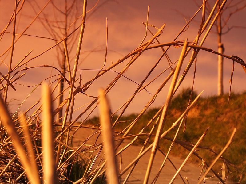 een kijkje door het riet / a look through the reeds by Pascal Engelbarts