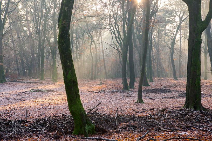 Bevroren bos op de Veluwe by Evert Jan Kip