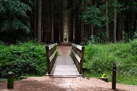 Straight into the forest by Werner Lerooy