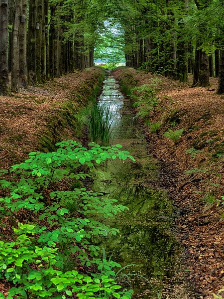 het groene laantje von Alexander Koenders