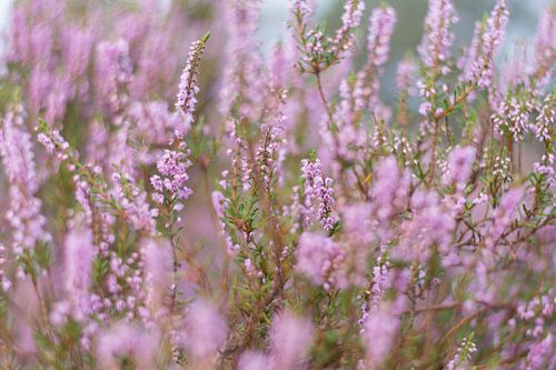 Bloeiende Heide Kunst