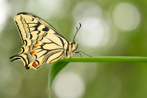 Koninginnenpage (Papilio machaon)