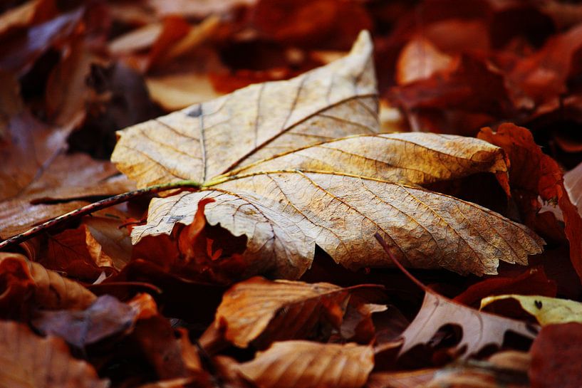 golden fall III by Meleah Fotografie