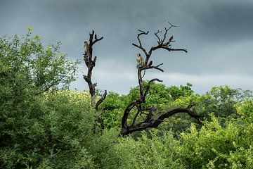 Vervet monkeys at Leadwood Big Game Estate, Hoedspruit by Paula Romein