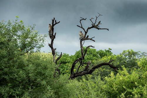 Grüne Meerkatzen im Leadwood Big Game Estate, Hoedspruit