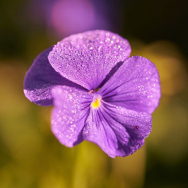 Pensée avec rosée du matin par Geert Perdaens