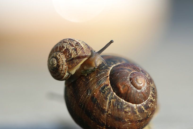 Slak en mini-slak van Bärbel Severens
