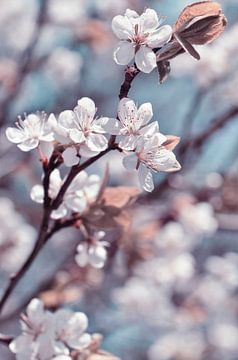 Flowering branch by Violetta Honkisz
