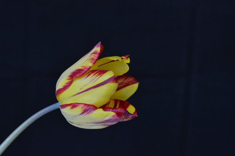 Dutch tulip on a black background von ProPhoto Pictures