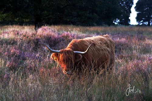 Schottischer Highlander auf Moorland