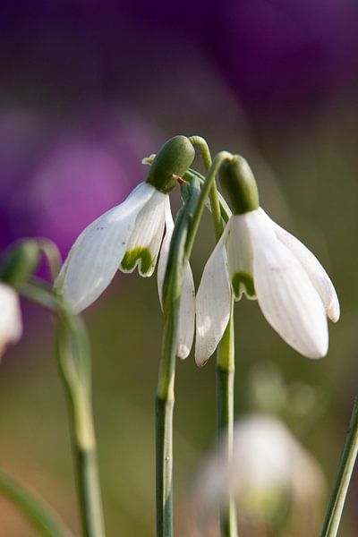 mooie sneeuwklokjes van Hannah elise bovenkamp