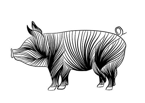 Cochon d'Inde - noir et blanc - illustration au trait - pouponnière - ferme sur Studio Tosca