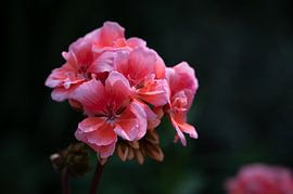 Roze Geranium van Dieuwke Slump